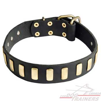 Collar for dogs with gold-like decoration