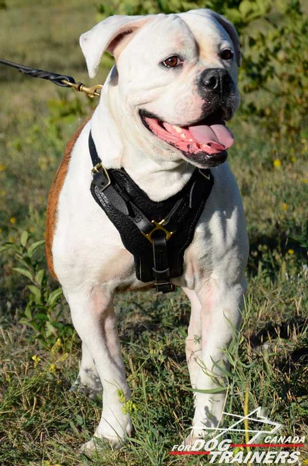 Leather American Bulldog Harness for Regular Wear