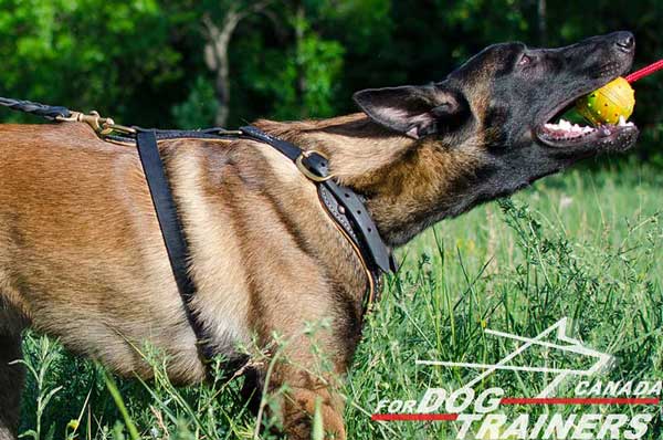 Belgian Malinois harness with extra widestraps