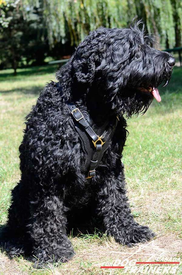 Leather Harness for Black Russian Terrier is Best for Walking/Training