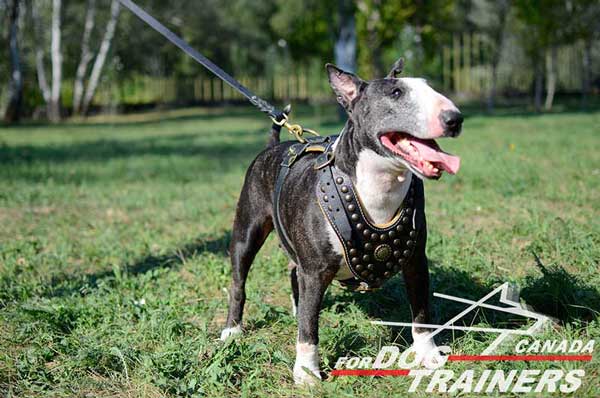 Harness for Bull Terrier  for walking and training