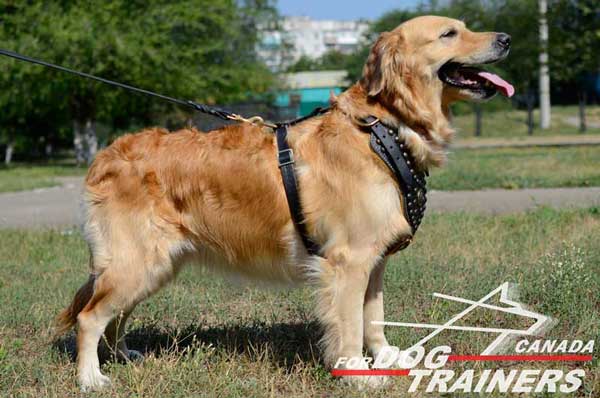  Golden Retriever harness with decoration on the chest part