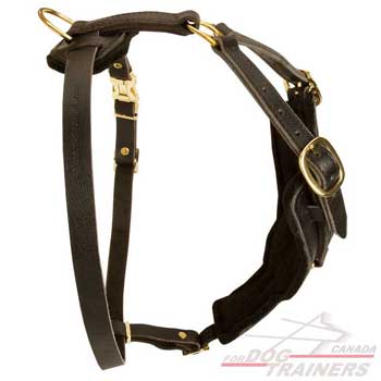 Leather harness for dogs with Y-shaped breast plate for training