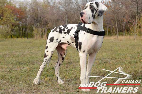 Great Dane Nylon Harness with Easy Adjustable Straps