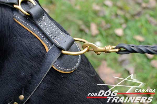 Rottweiler harness equipped with goldy D-ring