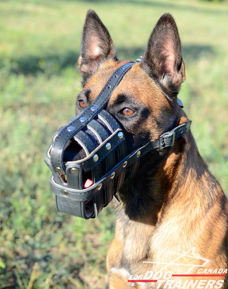 Order Royal Basket Dog Muzzle Nappa Leather Padded