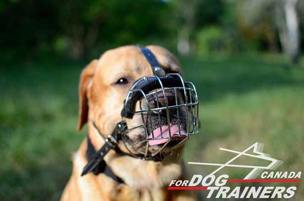 Wire Basket Muzzle for Labradors