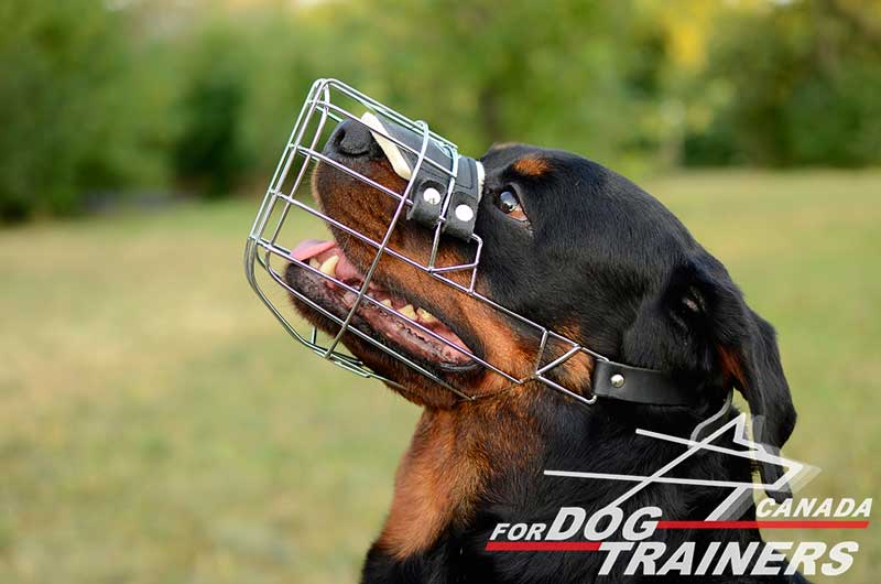 rottweiler cage size buy adjustable felt padded wire basket muzzle canada rottweiler cage size buy adjustable felt padded wire basket muzzle canada