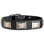 Wide Leather Dog Collar with Massive Nickel Plates