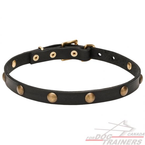 'Elegant Beauty' Leather Canine Collar with Goldish Brass Hardware - 4/5 inch (20 mm)