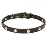 4/5 inch (20 mm) Leather Dog Collar "Shiny Necklace" with Half-Ball Chrome Plated Studs