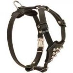 Designer Dog Puppies Harness with Studded Chest Plate