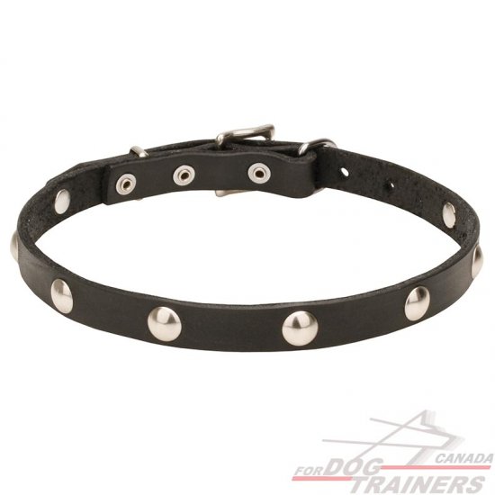 4/5 inch (20 mm) Leather Dog Collar "Shiny Necklace" with Half-Ball Chrome Plated Studs