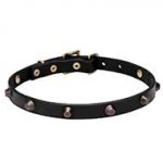 Leather Dog Collar with Brass Plated Cones 'Age of Style'