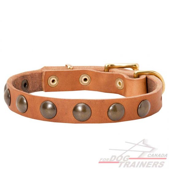 Narrow Studded Leather Collar for Walking Small Breed Dogs