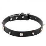 Leather Dog Collar with Nickel Plated Spikes and Skulls