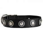 Fashion Nylon Dog Collar with Silvery Conchos for Walking and Training