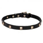 "Modern Style" Leather Dog Collar with Brass Studs