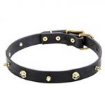 Leather Dog Collar with Golden-like Spikes and Skulls