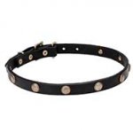 "Sunny Beams" 4/5 Inch (20 mm) wide Leather Dog Collar with Engraved Brass Studs