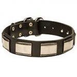Awesome Leather Dog Collar Adorned with Large Brass Plates
