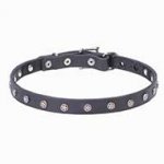 "Stellar" 4/5 inch (20 mm) Leather Dog Collar with Nickel Plated Stars