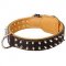Walking Leather Dog Collar with Nickel Spikes and Interior Nappa Leather Padding