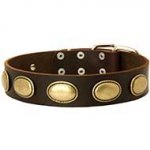 Leather Collar Decorated With Vintage Brass Ovals For Your Dog