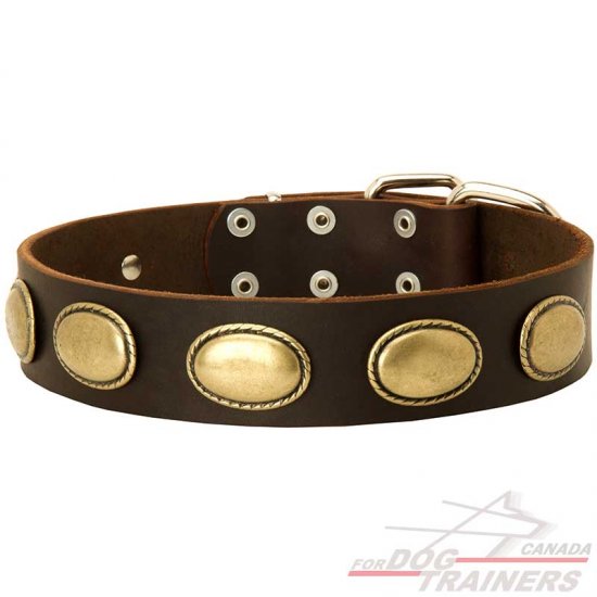 Leather Collar Decorated With Vintage Brass Ovals For Your Dog
