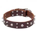 Leather Dog Collar Decorated with Skulls and Spikes "Blackbeard "
