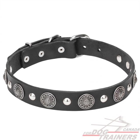"Shiny Charm" 1 1/5 inch (30 mm) wide Leather Dog Collar with Silver-Like Conchos and Half-Ball Studs
