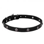 4/5 inch (20 mm) wide Leather Dog Collar "Sparkling Beauty" decorated with Chrome Plated Engraved Studs