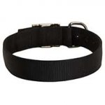 Walking and Training 2 Ply Nylon Dog Collar