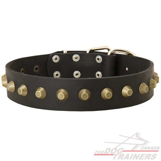 Leather Dog Collar Decorated With Brass Pyramids