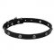 4/5 inch (20 mm) wide Leather Dog Collar "Sparkling Beauty" decorated with Chrome Plated Engraved Studs