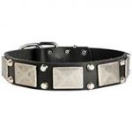 Beautiful Leather Dog Collar With Nickel Plates and Cones