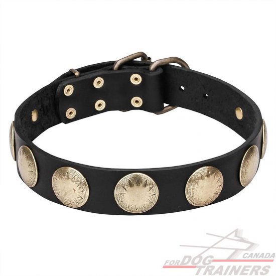 'Hip and Edgy' Leather Dog Collar with Brass Circles - Click Image to Close
