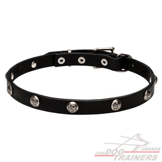 "Lucky" Leather Dog Collar with Nickel Plated Engraved Studs - 4/5 inch (20 mm)