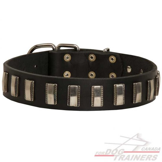 Leather Dog Collar Embellished with Vertical Nicklel Plates