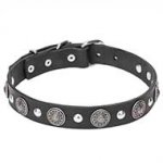 "Shiny Charm" 1 1/5 inch (30 mm) wide Leather Dog Collar with Silver-Like Conchos and Half-Ball Studs