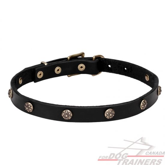 Dog collar best sale buy