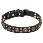 "Boho Style" 1 1/5 inch (30 mm) wide Leather Dog Collar with Massive Brass Decorations