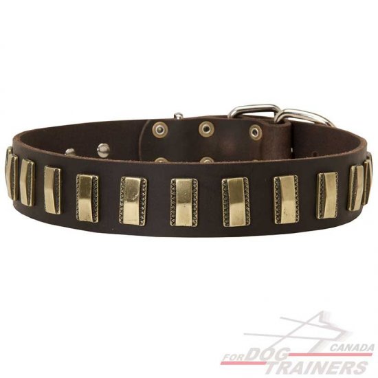 Leather Canine Collar with Vertical Brass Plates