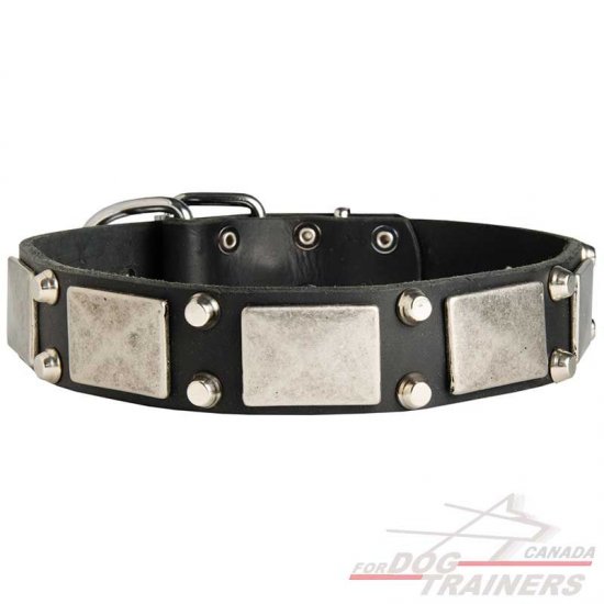Beautiful Leather Dog Collar With Nickel Plates and Cones
