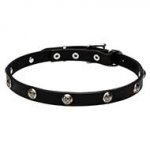 "Lucky" Leather Dog Collar with Nickel Plated Engraved Studs - 4/5 inch (20 mm)