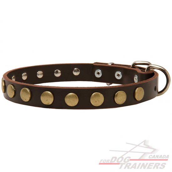 Fashion Exclusive Dog Collar with Circles for Cane Corsos