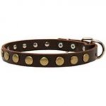Fashion Exclusive Dog Collar with Circles for Cane Corsos