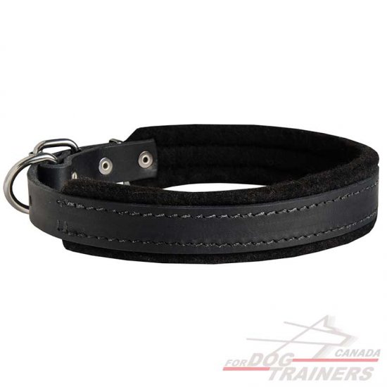 Felt Padded Leather Dog Collar for Walking and Training