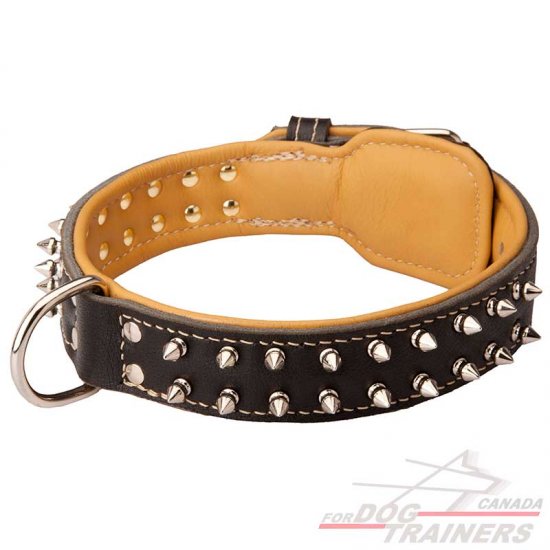 Walking Leather Dog Collar with Nickel Spikes and Interior Nappa Leather Padding