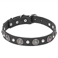 "Shiny Charm" 1 1/5 inch (30 mm) wide Leather Dog Collar with Silver-Like Conchos and Half-Ball Studs